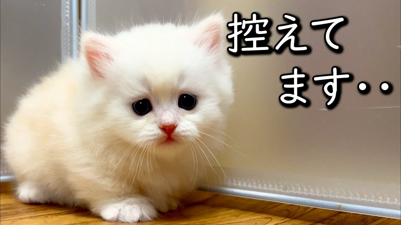 【ミヌエットの子猫】控えめに言って控えめ過ぎる件 ∼猫のいる生活Vol.743~ 出産動画 マンチカン短足・ミヌエット・ペルシャ猫専門ブリーダー『ペット蔵人』【子猫の成長記録】