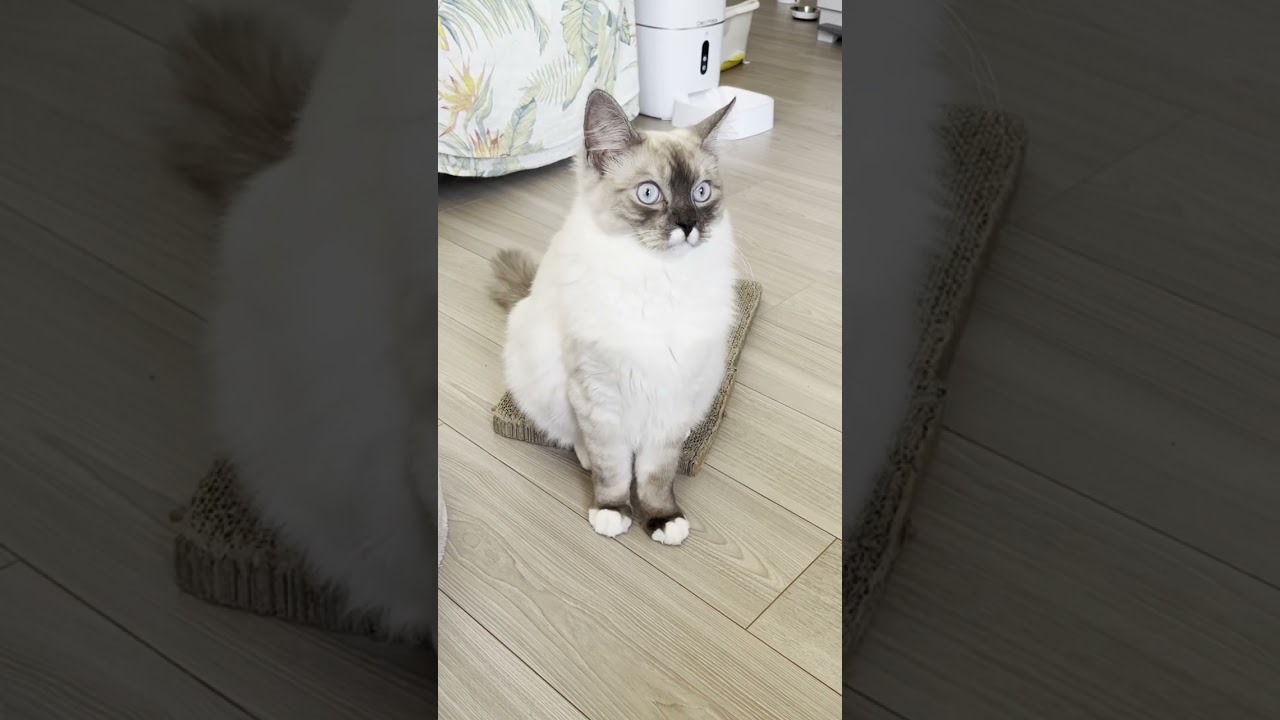 ひらめき猫。（視線の先は壁）【子猫・サイベリアン】#shorts