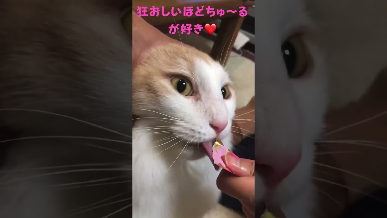狂おしいほどちゅ〜るが好き#猫 #cat#ノルウェージャンフォレストキャット #ちゅーる