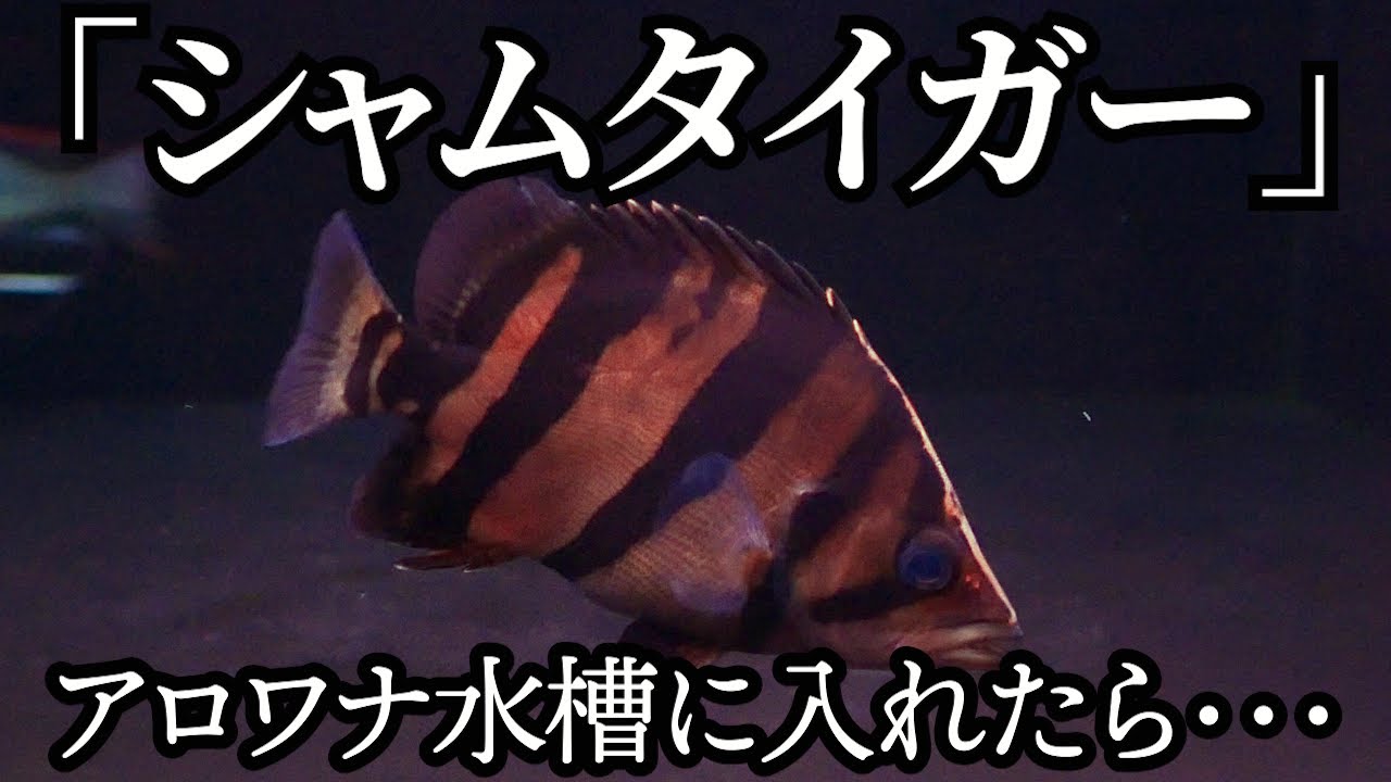 シャムタイガーをアロワナ水槽に入れたら…