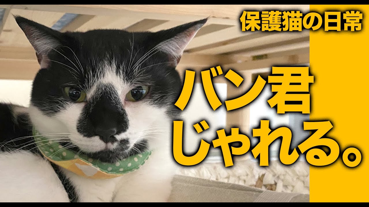 保護猫　バン戯れる   猫5匹との暮らし