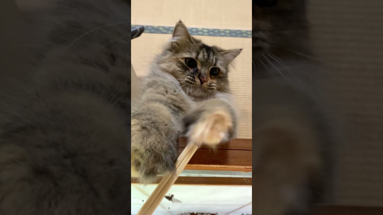 Jump！ジャンプ！飛びつく猫【サイベリアン】 #shorts