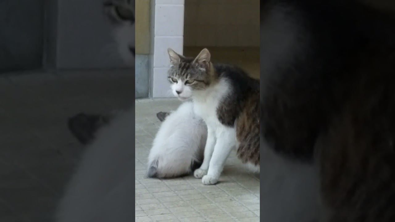 母猫のそばから離れないシャム子猫👶 #Shorts