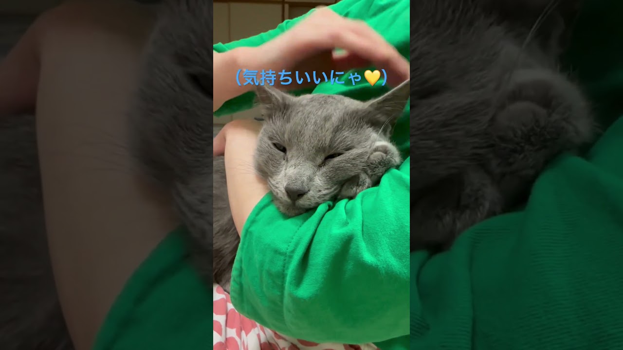 ナデナデが気持ちよすぎる猫（ロシアンブルー）#shorts