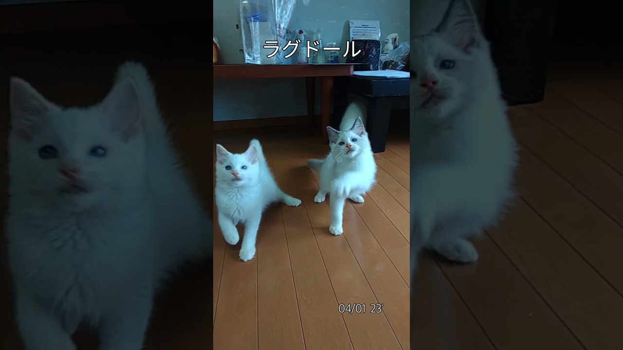 #猫集会#ラグドール