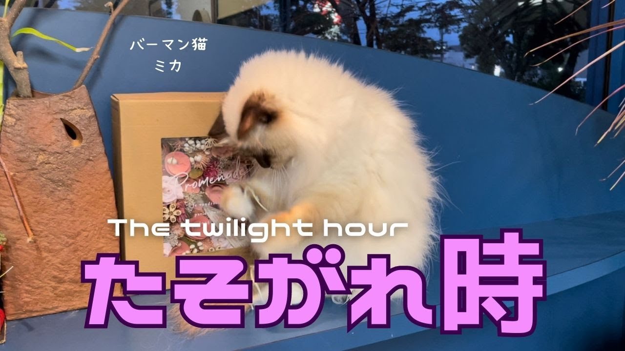バーマン猫ミカ【たそがれ時】The twilight hour（バーマン猫）Birman/Cat