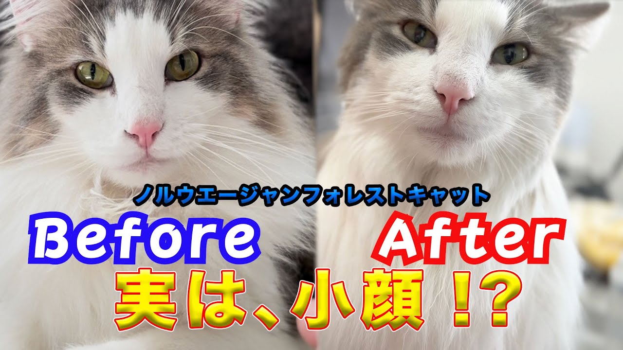 【ノルウェージャンフォレストキャット】実は、小顔なんです。