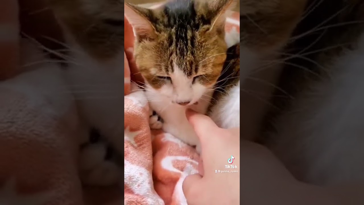 【老猫】舌が出すぎてるよ！