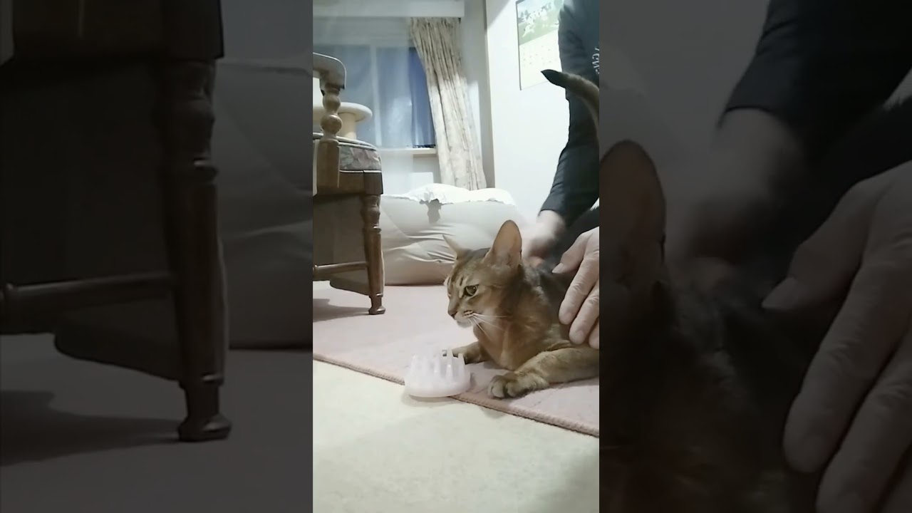 ネコ動画あび＃1396　あびの毎日　アビシニアン　あび