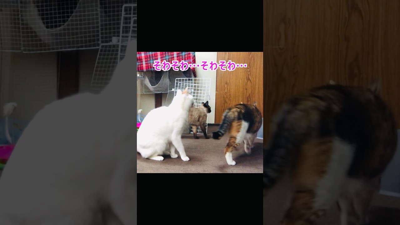 みんな集まれ✨️全員集合〜！！🥳【三毛猫】【シャムMIX】