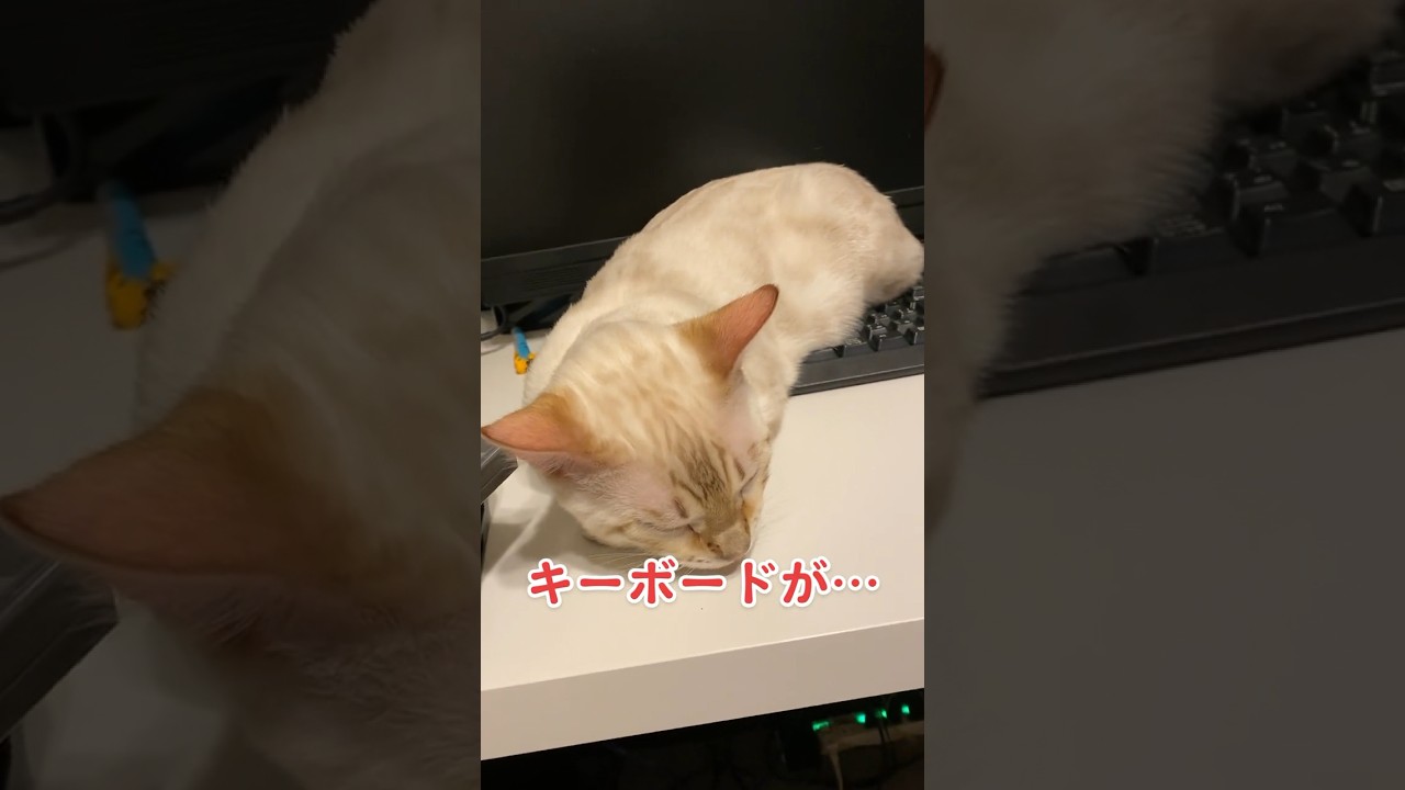 キーボード… 【子猫動画】ホワイトベンガル　生後4ヶ月半！　アイドル 　ベンガル猫　ネコ　ねこ　#cat #bengalcat #ベンガル #ベンガル猫 #bengal #ベンガル子猫 #子猫 #猫