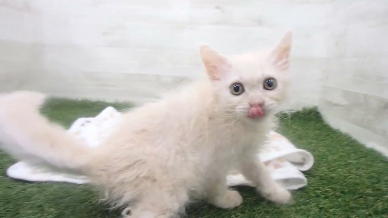 Coo&RIKU　No00638664 セルカークレックス