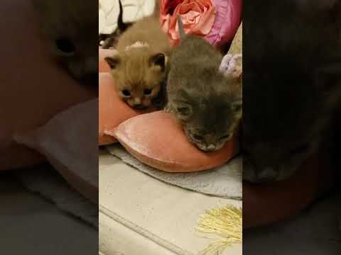 ボンベイ 甘えっぷりが炸裂するブルーの女の子。