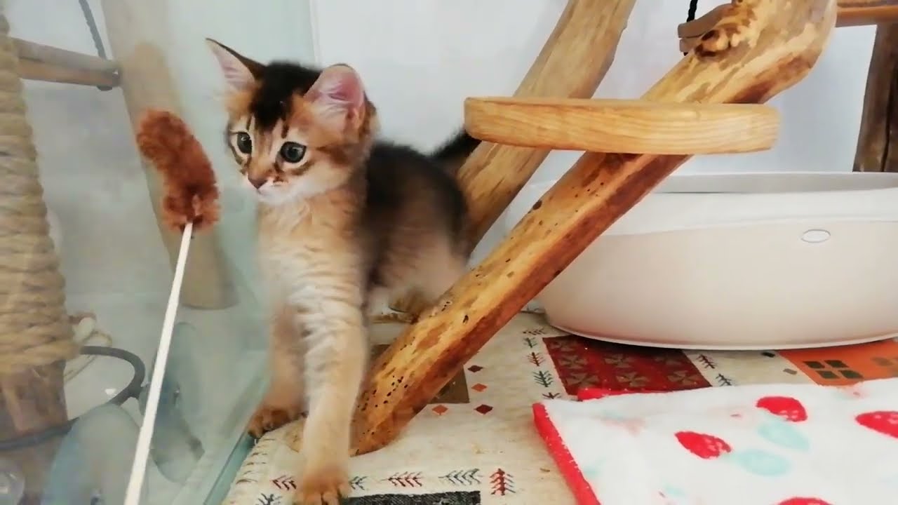 ソマリ 女の子 2023/4/27生まれ