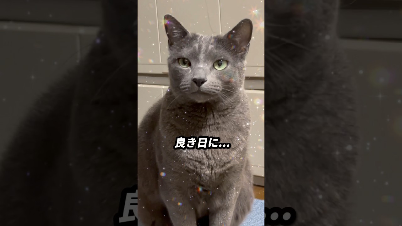 【ロシアンブルー】めろん、晩ご飯のおねだり...🤭元気です😊【猫】#shorts