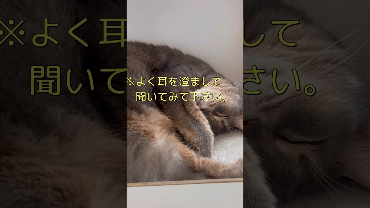 音の正体？ #shorts #猫動画 #アビシニアン #cat #まな猫