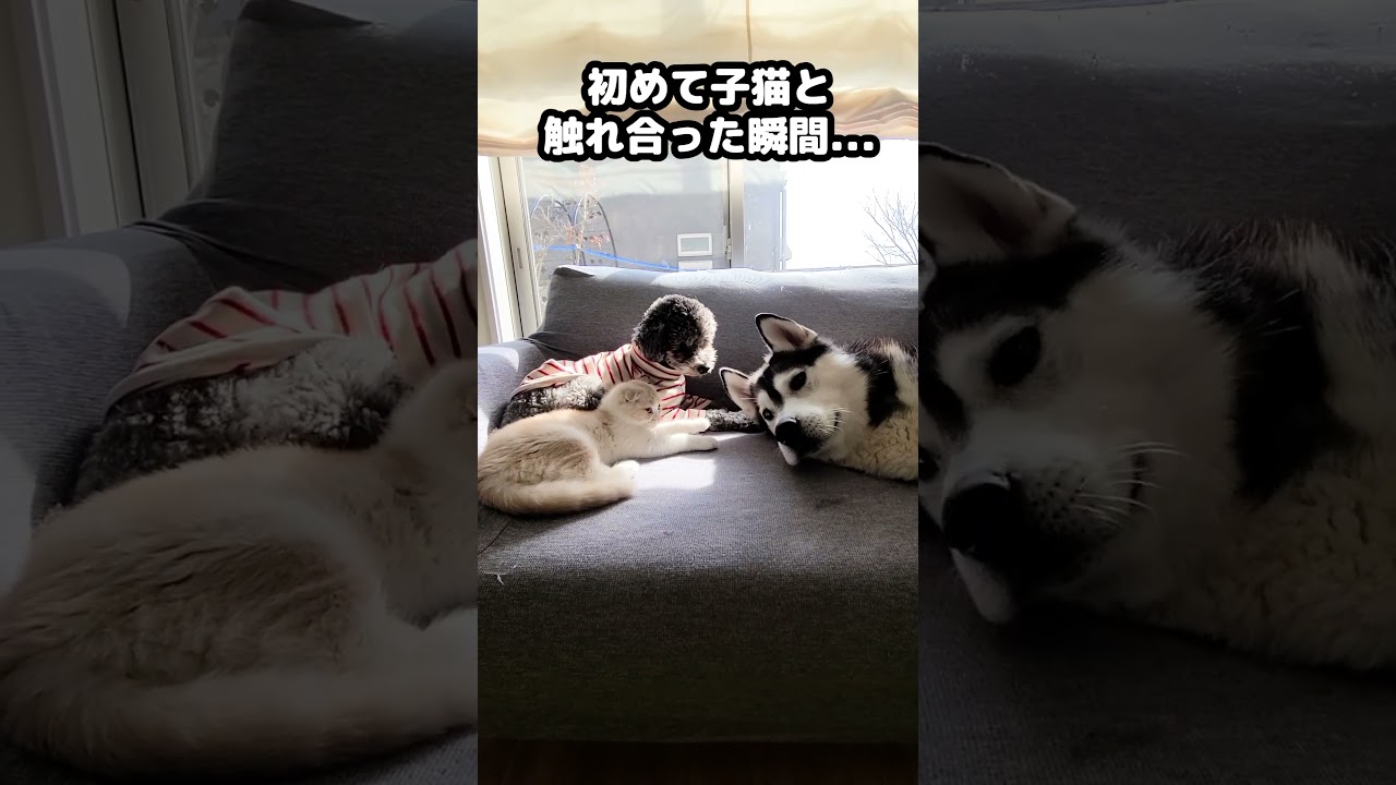 初めて子猫と触れ合った瞬間こうなった...#shots