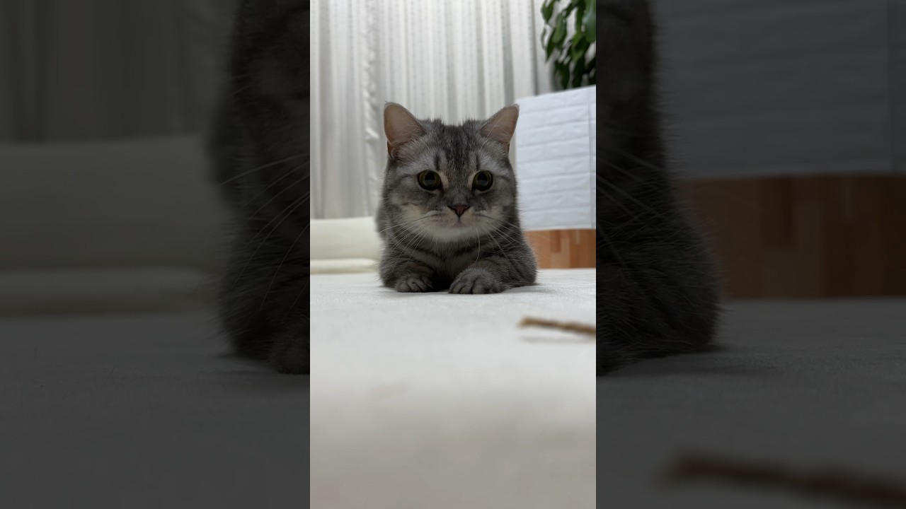 猫と戯れあってみた🤭 #猫 #マンチカン #cat #kitten #kitty #catlover