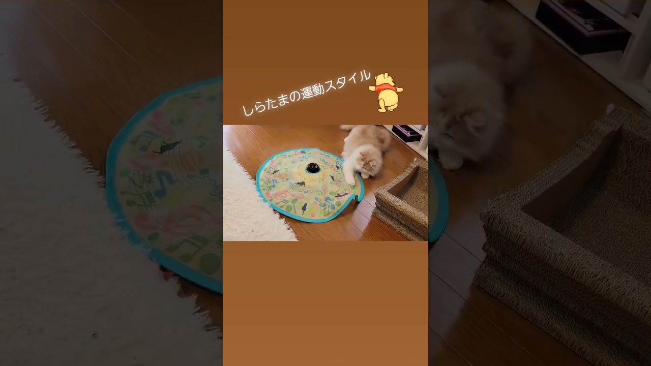 子猫の運動スタイル #ラガマフィン #猫動画 #cat #子猫 #shorts