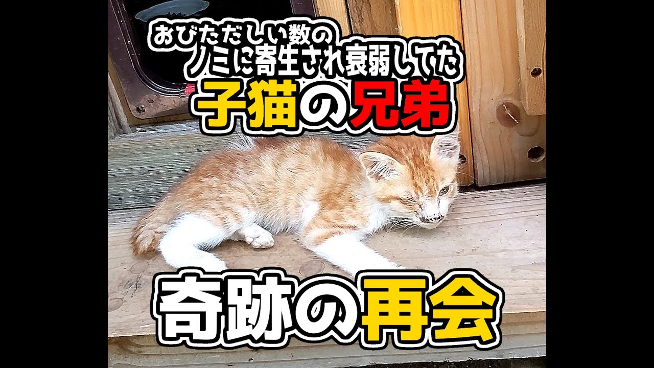 【おびただしい数のノミに寄生された子猫の兄弟】二匹の目撃情報があり見に行くと一匹だけ玄関前で衰弱して瀕死状態でした