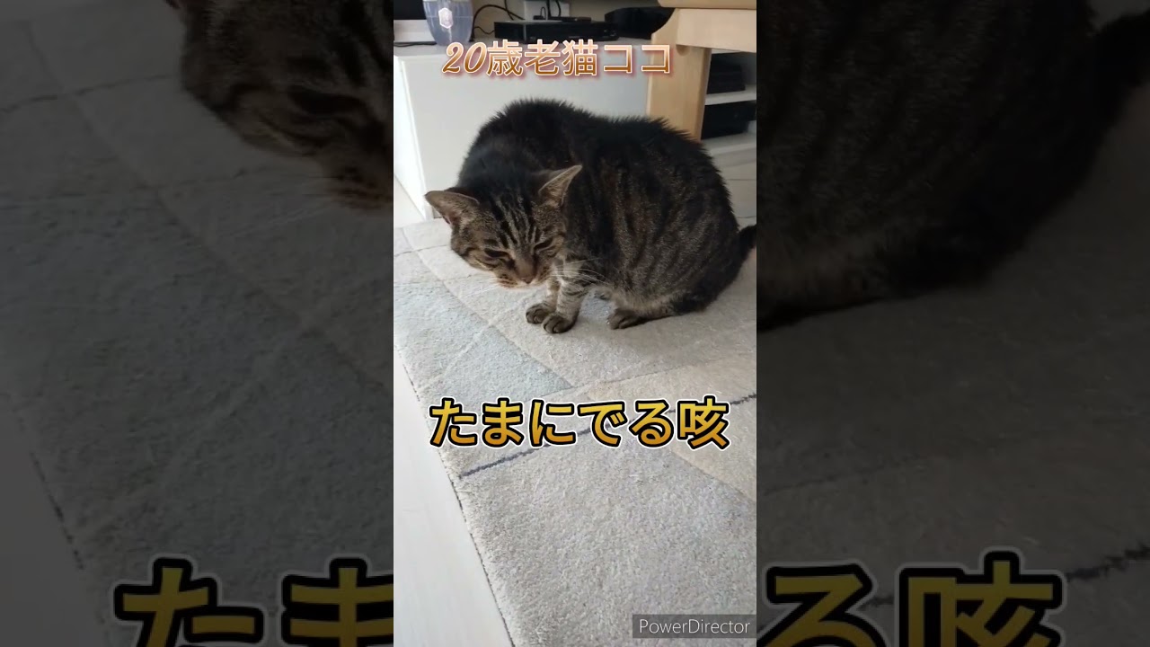 【20歳老猫ココ】老猫の咳。 #猫 #ねこ #老猫 #老猫介護 #キジトラ #シニア #シニア猫 #高齢猫 #キジ猫 #きじとら猫 #咳 #猫のいる暮らし