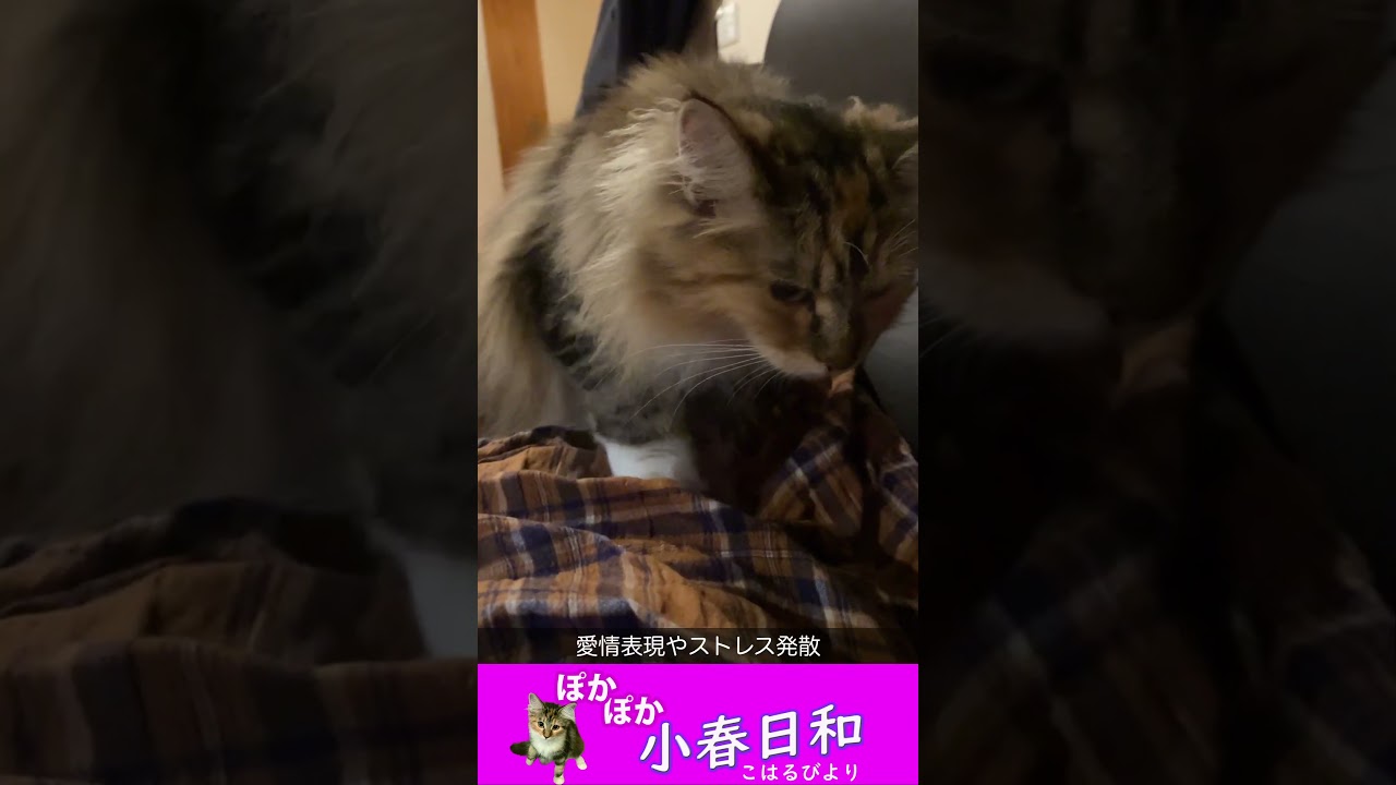 【メインクーン】猫さんがふみふみするだけの動画【子猫】 #shorts