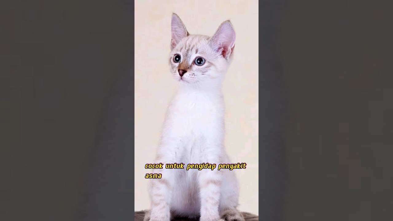 KUCING CORNISH REX #shorts #cat #kucing