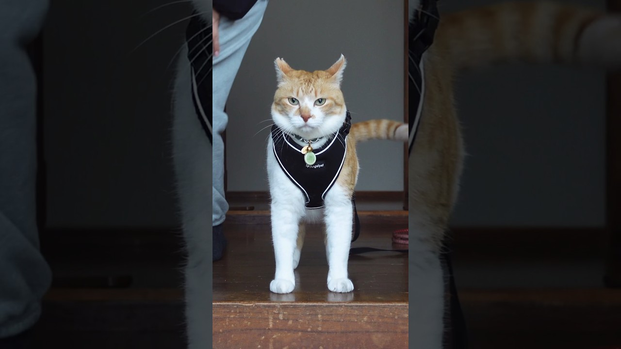 この猫🐈武将にしか見えない #元野良猫チャチャ #ねこ #cat #猫 #shorts