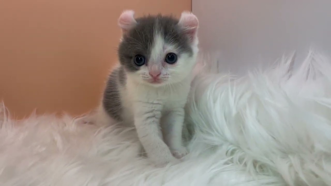 アメリカンカール 【ブルーホワイト】アメリカンカール兄妹❣️