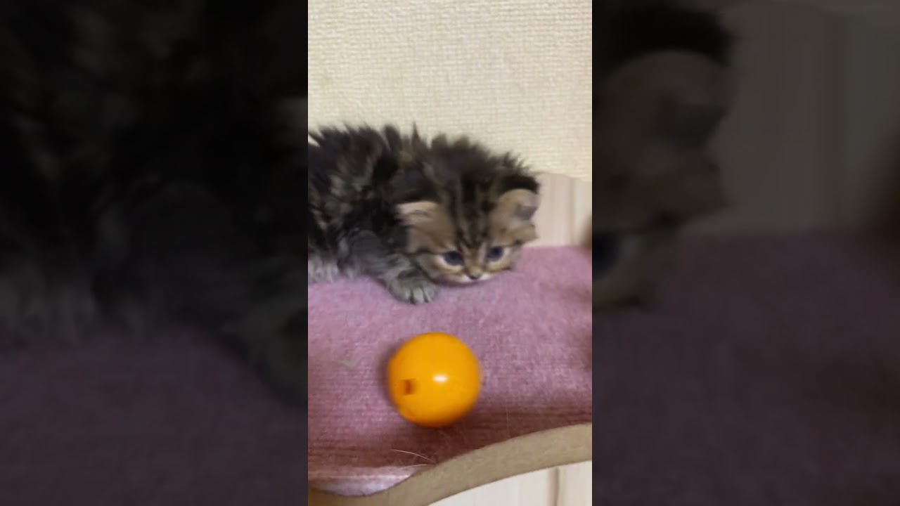 ペルシャ（チンチラ） 甘えん坊のかわいい男の子