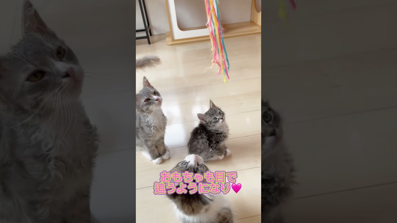 のんびり屋さんの巻き毛猫🩷【お問合せ詳細は説明欄に記載あります】 #マンチカン #子猫 #ブリーダー直販 #猫 #猫のいる暮らし #ミヌエット #子猫販売 #ラパーマ #スクーカム #猫動画