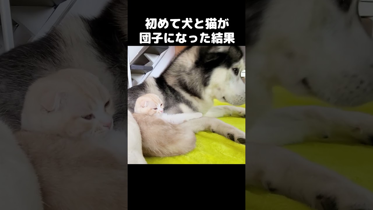 初めて子猫が犬に心を開いた瞬間こうなった...#shorts