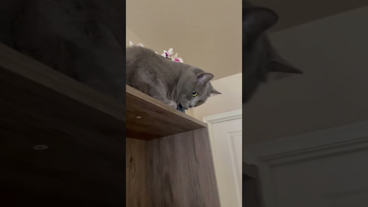 Crazy bookshelf climbing cat