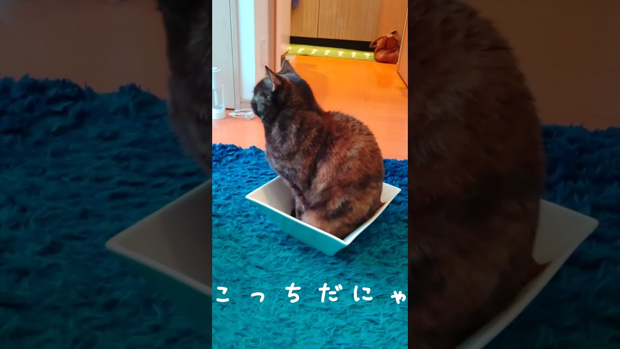 にゃんこサラダ完成😻＃ブリティッシュショートヘア＃shorts