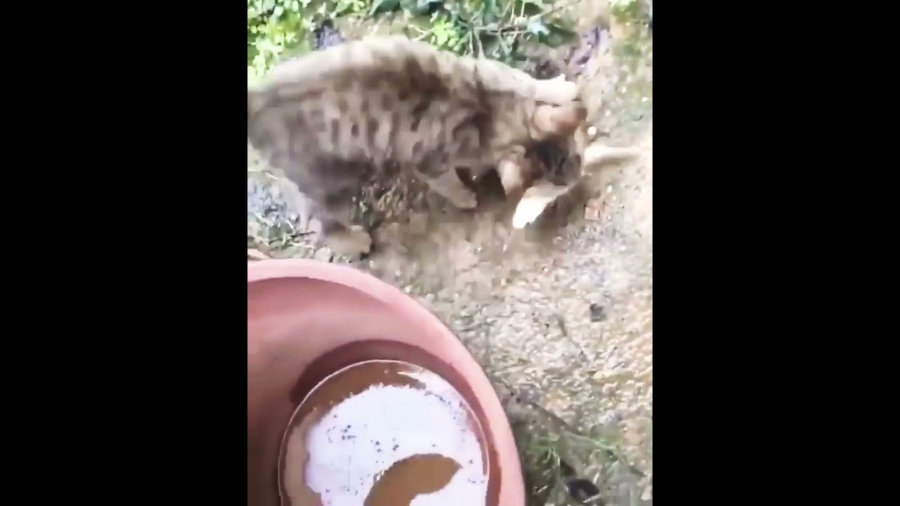 International Cat Day 2021 ✨ Manx Cats ✨ Manx Cat ✨ National Cat Show 2021 ✨ Funny Cats Nesia