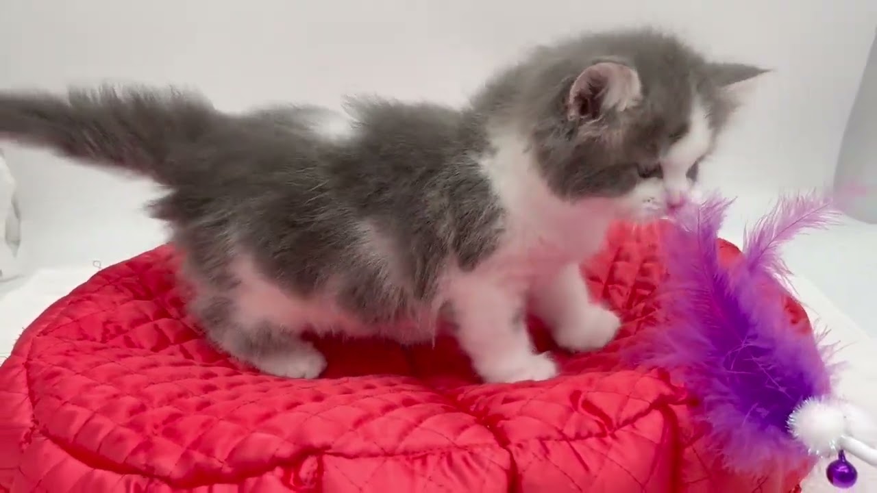 スコティッシュフォールド ブルータビー&ホワイト（ロングヘアー）の男の子♪