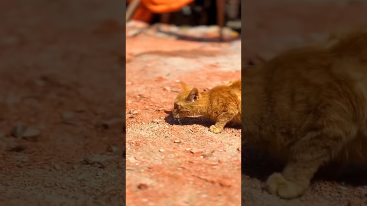 #shorts #ytshorts #youtubeshorts #cat || brown cat