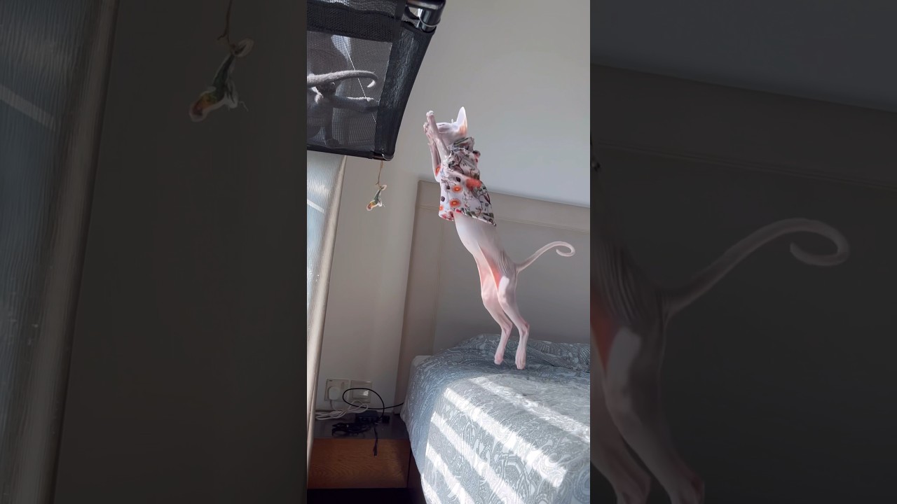 高いところに登りたい毛のない子猫【スフィンクス猫】