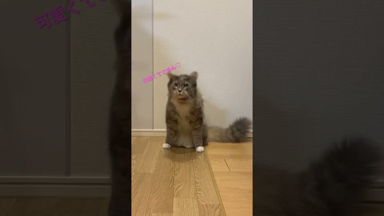 メインクーンの猫、可愛くてごめん#shorts#メインクーン
