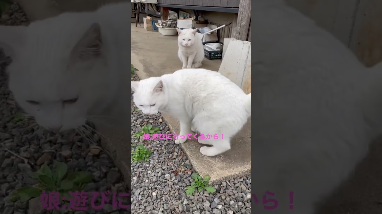 お父さん猫と年頃の娘猫の会話…笑#shorts