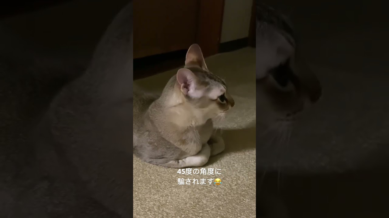 その45度の角度にだまされちゃう【シンガプーラ】セラ社長 #animals #singapura #cat #pets #kitten #ペットショップ #猫 #スフィンクス猫
