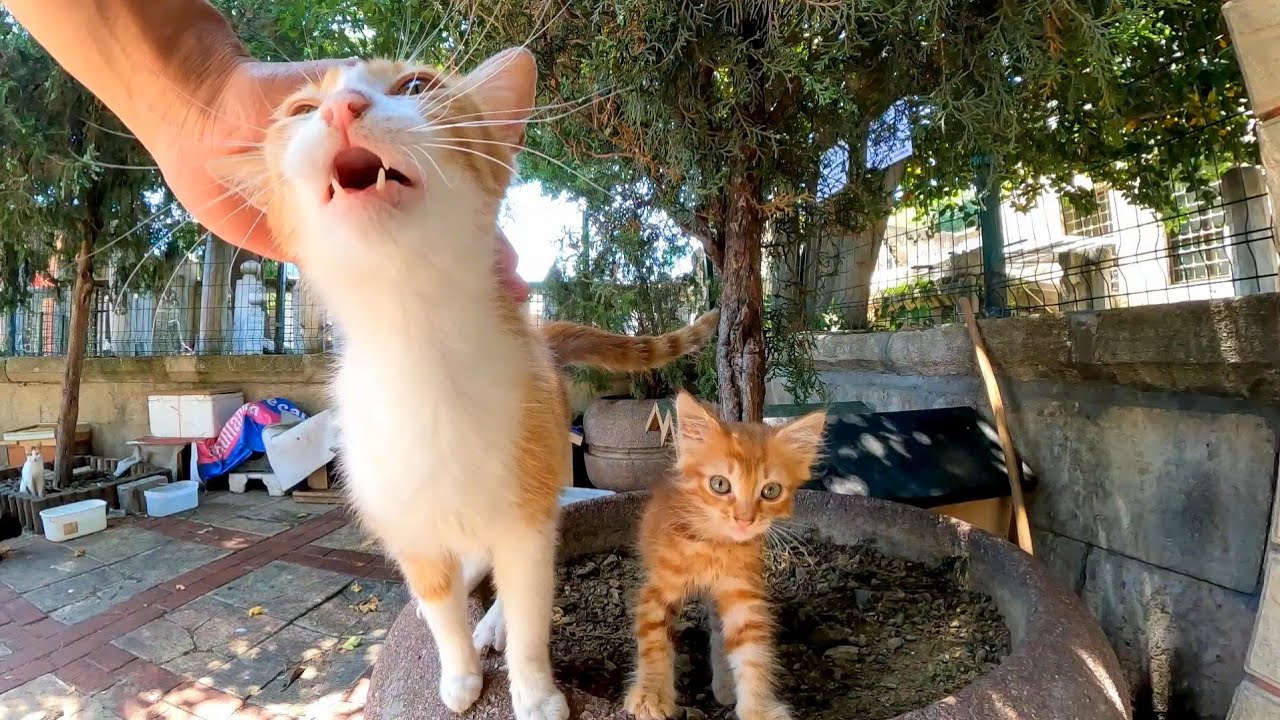 広場の片隅にある猫の家に行くと子猫が沢山いて癒やされる