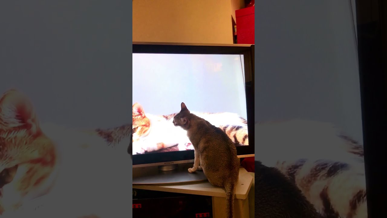 なぜかテレビ画面をなめちゃうシンガプーラなのにゃ♪