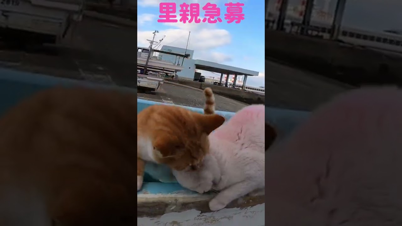 優し過ぎるピンク猫ちゃんの里親さん急募します Japanese cats #shortsvideo