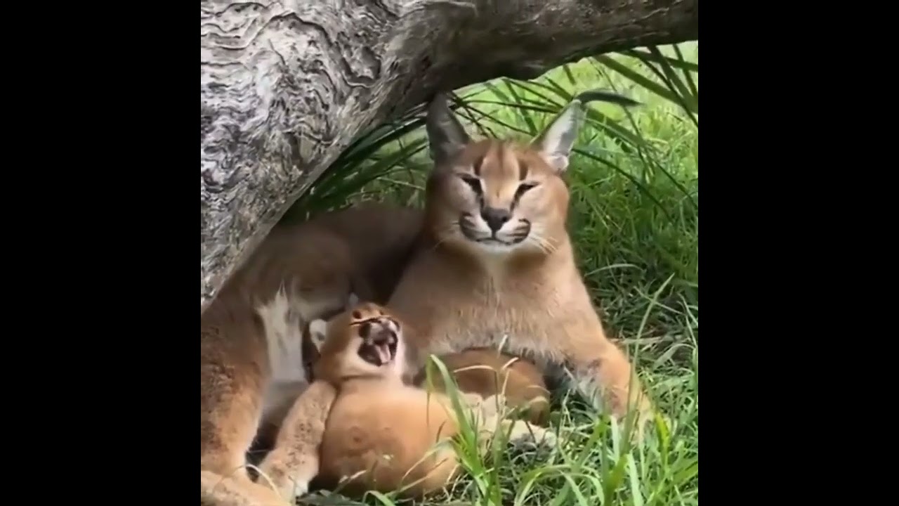 Yaahhh Funny Havana😄Cat videos #Shorts #cats #pussycat#kitten #shorts#funny#animals #tiktok