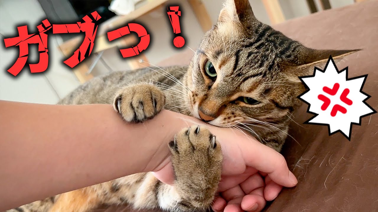 弟のケツ毛を食べようとする猫を叱ったらマジギレされてしまいました…