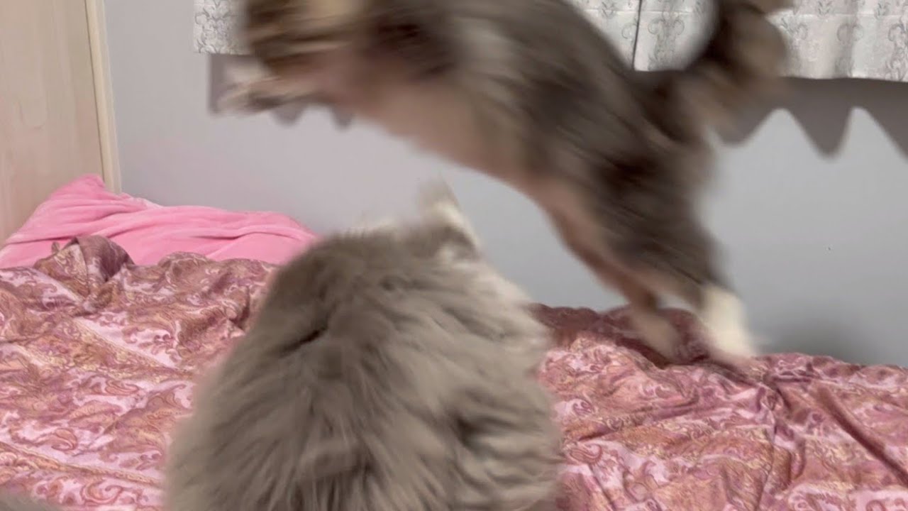 【大興奮】超超超ハイテンションなノルウェージャンフォレストキャットが飛びまくりますwww