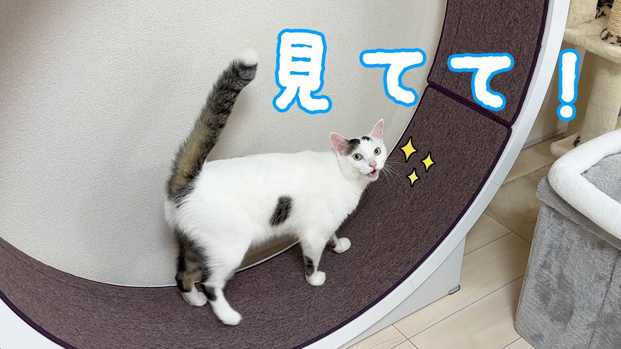 リビングの模様替えをしたら回し車ブームがまた来ました！！