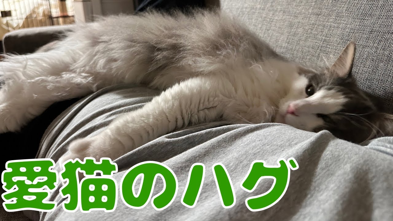 飼い主の上で寝る猫【メインクーン】