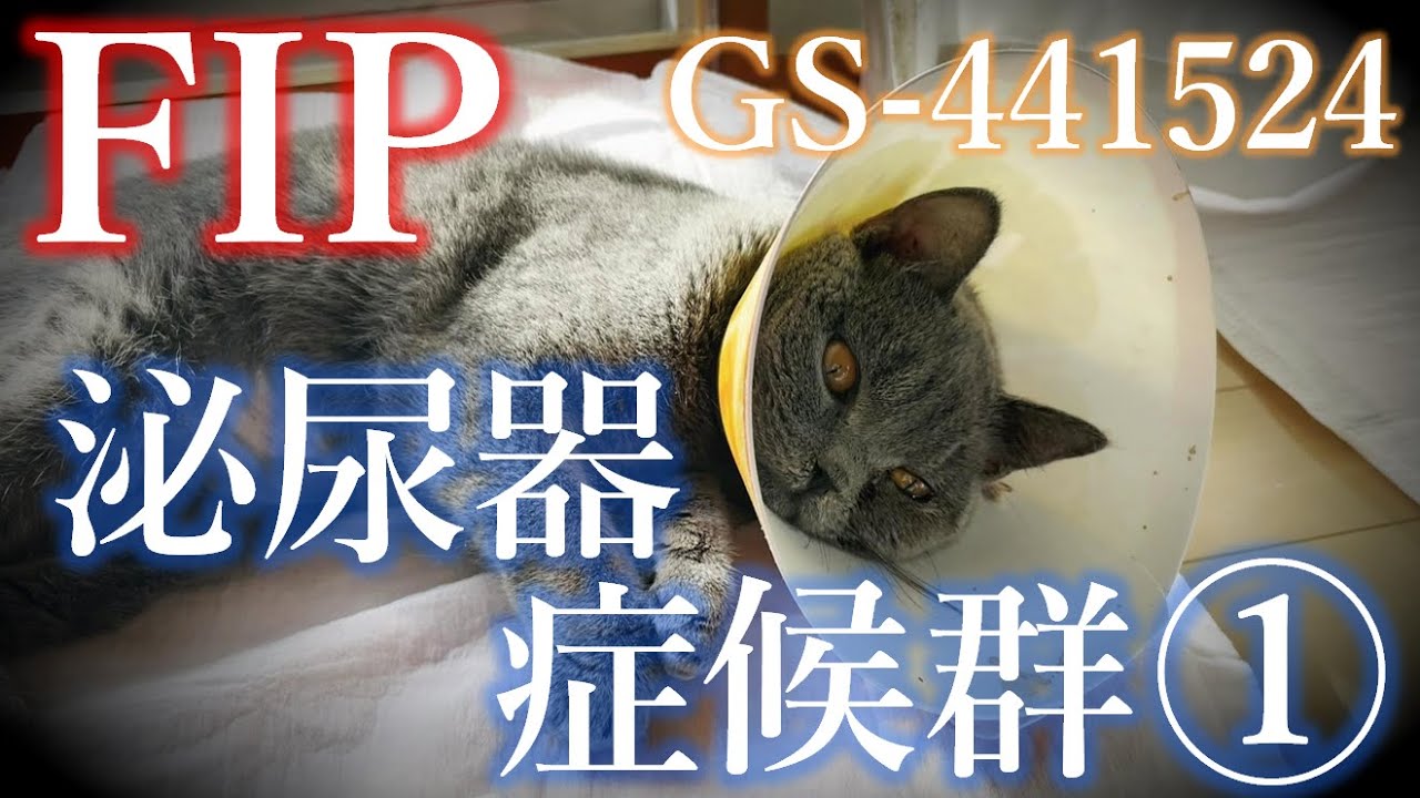 【FIP治療中】問題が続発③
